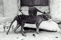 Thylacine.jpg