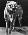 Thylacine Jaws.jpg